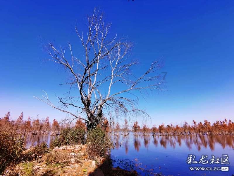虫虫助手下载
